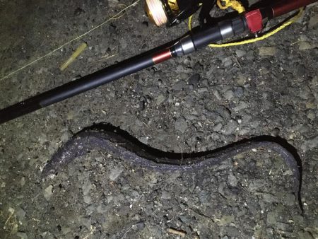 夜釣りが良く釣れる